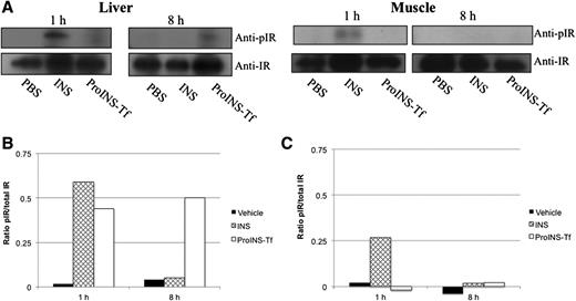 Figure 5. IR phosphorylation in the liver versus muscle. Mice were fasted for 2 h prior to subcutaneous injection with PBS (vehicle), ProINS-Tf, or INS. Liver and muscle tissues were collected and homogenized at 1 and 8 h postinjection. A: IR was isolated by immunoprecipitation using anti-IR antibody and subjected to 10% SDS-PAGE followed by Western blot against antiphosphotyrosine or anti-IR antibodies. The bar graphs represent the quantified band densities from the Western blot analysis of (B) liver and (C) muscle samples. pIR, IR phosphorylation.