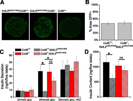 Figure 3. Recovery of glucose-stimulated insulin secretion. A: Representative images of GFP (green) in islets from Cx36+/+;Kir6.2[ΔN30,K185Q], Cx36−/−;Kir6.2[ΔN30,K185Q], and Cx36+/+ mice. B: Mean percent coverage of GFP in islets from Cx36+/+;Kir6.2[ΔN30,K185Q] and Cx36−/−;Kir6.2[ΔN30,K185Q] mice. n = 9 age-matched mice in each group, two to six islets per mouse. C: Insulin secretion under low glucose (gluc.) (2 mmol/L), high glucose (20 mmol/L), and high glucose plus KCl (+20 mmol/L) in islets isolated from Cx36+/+;Kir6.2[ΔN30,K185Q] and Cx36+/+ littermate control mice and Cx36−/−;Kir6.2[ΔN30,K185Q] and Cx36−/− littermate control mice. D: Insulin content in islets isolated from Cx36+/+;Kir6.2[ΔN30,K185Q] and Cx36+/+ littermate control mice and Cx36−/−;Kir6.2[ΔN30,K185Q] and Cx36−/− littermate control mice. Data in C and D averaged over n = 6 age-matched mice. *Significant difference (P < 0.05, two-tailed Student t test); ns, no significant difference (P > 0.05) between each experimental group as indicated. Error bars represent mean ± SEM.