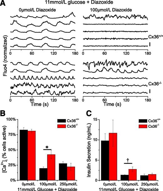 Figure 5. Recovery of [Ca2+]i in diazoxide-treated islets. A: Representative time courses of [Ca2+]i, as measured from Fluo4 fluorescence, in islets isolated from Cx36+/+ mice (top) and Cx36−/− mice (bottom) at 11 mmol/L glucose before and after diazoxide treatment. Displayed is the normalized Fluo4 fluorescence from a number of nonadjacent cells within an islet at 11 mmol/L glucose alone (left) and 11 mmol/L glucose 10 min after treatment with 100 μmol/L diazoxide. Time courses are offset for clarity, and vertical scale bar indicates 50% change in Fluo4 fluorescence. B: Mean percent of cells displaying dynamic changes in [Ca2+]i at 11 mmol/L glucose in Cx36+/+ and Cx36−/− islets at several diazoxide concentrations. Data averaged over n = 3 age-matched mice in each group, two to five islets per mouse. C: Insulin secretion under high glucose (11 mmol/L) in Cx36+/+ and Cx36−/− islets at several diazoxide concentrations. Data averaged over n = 6 age-matched mice in each group. *Significant difference (P < 0.05, two-tailed Student t test); †significant difference (P < 0.05, one-tailed paired Student t test). Error bars represent mean ± SEM.