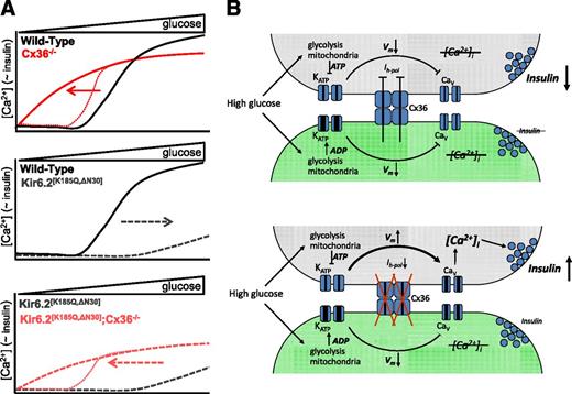 Figure 7. Schematic describing recovery of insulin secretion. A: Schematic representation for glucose-stimulated [Ca2+]i as a result of changes to Cx36 and KATP activity. Top: Reduction in Cx36 activity due to genetic knockout leads to a left shift and more gradual dose response of [Ca2+]i (solid red). Disrupted dynamics not shown. Note insulin at low glucose is still suppressed due to action of another communication mechanism (dotted red). Middle: Increase in KATP activity due to mutations that reduce the sensitivity of ATP inhibition leads to a right shift in dose response in [Ca2+]i (dashed black), such that it is largely suppressed within experimental glucose ranges. Insulin follows this dose response. Bottom: In the presence of increased KATP activity, a reduction in Cx36 activity leads to a left shift in the dose response of [Ca2+]i back to within a physiological range (dashed red), albeit with glucose-stimulated activity slightly blunted compared with a reduction in Cx36 activity alone. Insulin follows this dose response, although at low glucose it is still suppressed due to action of another communication mechanism (dotted red). B: Two representative, neighboring cells in an islet, with one inexcitable cell (intrinsically inexcitable or expressing high levels of ATP-insensitive KATP channels: lower, green) and one excitable cell (with near-normal KATP channels: upper, gray). At elevated glucose, the inexcitable cell remains hyperpolarized (Vm low). In isolation, the excitable cell would depolarize (Vm increase), elevate [Ca2+]i, and release insulin. However, Cx36 gap junction coupling mediates a hyperpolarizing current (Ih-pol) from the inexcitable cell to the excitable cell, preventing depolarization and [Ca2+]i elevations, thereby suppressing Ca2+ triggering of insulin secretion across the islet. In the absence of Cx36 gap junction coupling, the hyperpolarizing current is abolished and the more excitable cell depolarizes and elevates [Ca2+]i, which triggers insulin secretion.