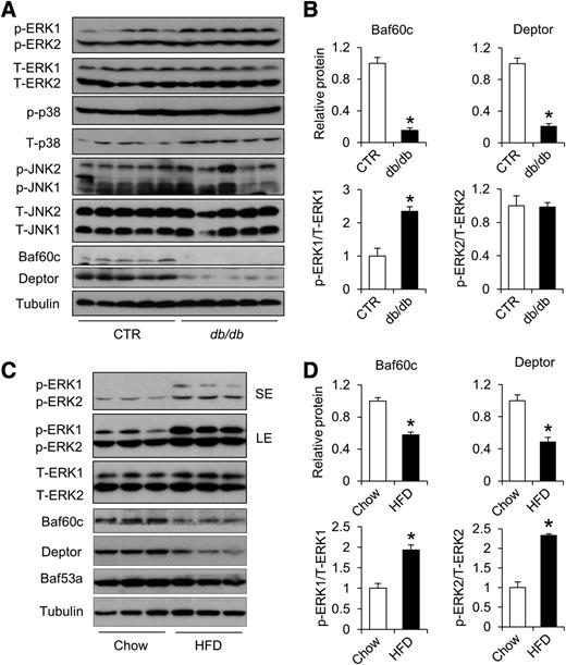 Figure 2. The Baf60c/Deptor pathway is downregulated in skeletal muscle from db/db and diet-induced obese mice. A: Immunoblots of total protein lysates of quadriceps muscles from control (CTR) and db/db mice. B: Quantification of Baf60c, Deptor, and phosphorylated ERK1/2 protein levels in A. C: Immunoblots of total protein lysates of quadriceps muscles from mice fed with chow or an HFD for 3 months. D: Quantification of Baf60c, Deptor, and phosphorylated ERK1/2 protein levels in C. LE, long exposure; p, phosphorylated; SE, short exposure; T, total. Values in B and D indicate mean ± SEM. All of the data shown are representative of at least three independent experiments. *P < 0.05 by two-tailed Student t test.