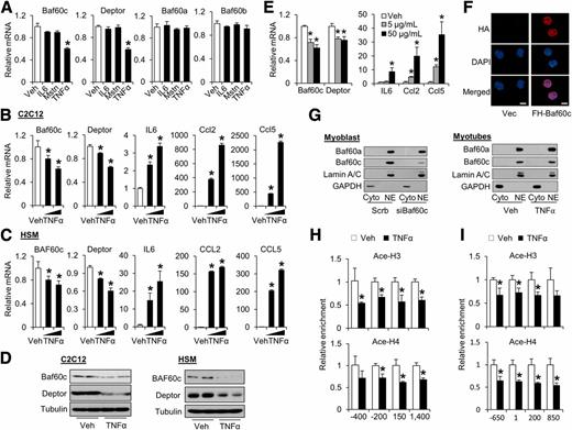 Figure 3. TNF-α represses Baf60c and Deptor expression in muscle cells through epigenetic changes. A: qPCR analysis of mRNA expression in C2C12 myotubes treated with IL6 (100 ng/mL), Mstn (200 ng/mL), and TNF-α (50 ng/mL) for 8 h. qPCR analysis of gene expression in C2C12 myotubes (B) and primary human myotubes (C) after TNF-α (30 and 100 ng/mL) treatment for 8 h. D: Immunoblots of total protein lysates from C2C12 and primary human myotubes treated with vehicle (Veh) or TNF-α (50 ng/mL) for 8 h. E: qPCR analysis of TA muscles after intramuscular injection of Veh or TNF-α (5 or 50 µg/mL in 25 µL, n = four). F: Immunofluorescence staining of C2C12 myoblasts expressing vector (Vec) or Flag-HA–tagged Baf60c (FH-Baf60c) with anti-HA antibody and DAPI (nuclei). Scale bar = 10 µm. G: Immunoblots of cytosolic (Cyto) and nuclear (NE) fractions from retroviral transduced C2C12 myoblasts expressing control (Scrb) or siBaf60c shRNA, or from C2C12 myotubes treated with Veh or TNF-α (50 ng/mL) for 3 h. ChIP assays in primary human myotubes treated with Veh or TNF-α (50 ng/mL) for 3 h using primers located at the proximal Baf60c (H) and Deptor (I) promoters. Values in A–C, H, and I indicate mean ± SD, and values in E represent mean ± SEM. All of the data shown are representative of at least three independent experiments. *P < 0.05 by two-tailed Student t test.