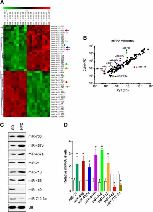 Figure 3. HFD alters miRNA expression profile in skeletal muscle. A and B: Total RNA was isolated from the skeletal muscles from SD-fed control and HFD-induced obese mice and used in miRNA microarray analyses to determine the expression levels of mouse miRNAs. Data on the heat map show miRNAs significantly differentially expressed in HFD-induced obese mice (A) and the scatter plot shows log10-transformed signal intensities for each probe labeled with Cy3 for SD-fed control and Cy5 for HFD-induced obese mice (B). Each dot represents one miRNA probe. RNA used in microarray was analyzed by solution hybridization technique with 5′ biotin–labeled miR-21, miR-466, miR-467a, miR-467b, miR-706, miR-713, miR-149, miR-712–3p, and small nuclear RNA U6 (C) and in a separate experiment by qPCR to assay expression of miR-21, miR-466, miR-467a, miR-467b, miR-706, miR-713, miR-149, miR-712–3p, and U6 under the same conditions (D). U6 served as both loading control and normalizer. Gel pictures are representative of three independent experiments. Each bar indicates mean ± SEM (n = 3). White and colored bars indicate SD- and HFD-fed mice, respectively. *P < 0.05 vs. SD-fed control mice.
