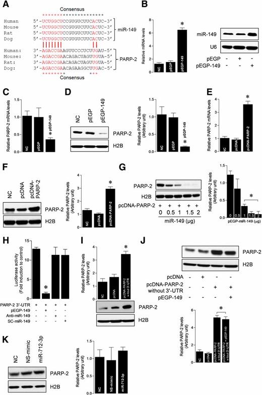 Figure 4. PARP-2 is a target mRNA of miR-149. A: Sequence alignment of putative miR-149 targeting site in the 3′-UTR of PARP-2 shows high levels of complementarily. B: C2C12 myotubes were transfected with pEGP or pEGPmiR-149 expression construct. miR-149 overexpression was determined by qPCR assay and solution hybridization technique. U6 served as both loading control and normalizer. PARP-2 mRNA levels were analyzed 24 h after transfection by qPCR (C), and nuclear PARP-2 protein levels were analyzed 48 h after transfection by Western blot (D). Myotubes were transfected with pcDNA–PARP-2 construct, and overexpression of PARP-2 mRNA (E) and protein (F) levels were confirmed by qPCR and immunoblot, respectively. G: In a separate experiment, myotubes were transfected with pcDNA–PARP-2 construct along with indicated amount of pEGP–miR-149 construct. Nuclear PARP-2 protein levels were analyzed by immunoblot 48 h after transfection. H: C2C12 myotubes were transfected with the PARP-2 3′-UTR–luciferase construct, along with pEGP–miR-149 construct. Forty-eight hours after transfection, cells were collected, and then firefly luciferase activities were estimated and normalized to Renilla luciferase activities. *P < 0.05 vs. PARP-2 3′-UTR–luciferase construct alone. I: Myotubes were transfected with pcDNA or pcDNA–PARP-2 open reading frame (without 3′-UTR). Forty-eight hours after transfection, cells were collected for the analysis of nuclear PARP-2 protein levels by immunoblot. J: Myotubes were cotransfected with pcDNA or pcDNA–PARP-2 open reading frame and/or pEGP–miR-149. Forty-eight hours after transfection, cells were collected for the analysis of nuclear PARP-2 protein levels by immunoblot. K: C2C12 myotubes were transfected with nonspecific (NS) mimic or miR-149 mimic. Nuclear PARP-2 protein level was analyzed 48 h after transfection by immunoblot. Gel pictures are representative of three independent experiments. Each bar indicates mean ± SEM (n = 3). *P < 0.05 vs. negative control (NC). H2B, histone 2B.
