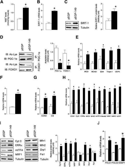 Figure 5. Overexpression of miR-149 increases SIRT-1 activity, mitochondrial content, and oxidative profile in cultured myotubes. C2C12 myotubes were transfected with pEGP or pEGP–miR-149 expression construct. Total RNA and nuclear and cytoplasmic lysates were isolated after 48-h transfection. A: NAD+ levels in myotubes were determined by calorimetric method. SIRT-1 mRNA (B) and protein (C) levels were determined in total mRNA and nuclear lysate, respectively. D: PGC-1α and FOXO1 acetylation lysine levels were determined in nuclear lysate by immunoblot (IB) after immunoprecipitation (IP). E: mRNA expression of the indicated genes in the total RNA was examined by qPCR. F: mtDNA was evaluated in total muscle genomic DNA by qPCR. G: COX2 and CS mRNA levels were determined by qPCR. H: mRNA expression of genes involved in mitochondrial biogenesis in the total RNA was examined by qPCR. I: Protein levels of genes involved in mitochondrial biogenesis were determined in cytoplasmic lysate by immunoblot. J: POLG1, POLG2, and SSBP1 mRNA levels were determined by qPCR. Gel pictures are representative of three independent experiments. Each bar indicates mean ± SEM (n = 3). White and black bars indicate pEGP and pEGP-149, respectively.*P < 0.05 vs. pEGP.