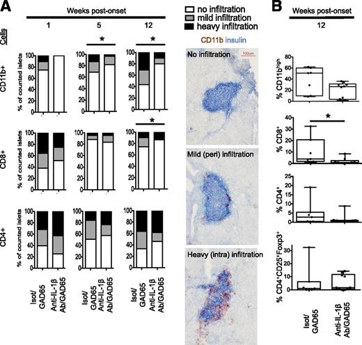 Figure 5. Islet infiltration by CD8+ and CD11b+ cells is reduced after CT at 5 and/or 12 weeks post onset. A (left panel): CD4+, CD8+, and CD11b+ cell infiltration in mice treated with GAD65 DNA with isotype or anti–IL-1β antibody (Ab). Pancreas sections from treated mice were stained for insulin as well as CD4, CD8, and CD11b in parallel. Classification was performed as follows: 1) no insulitis (white bars); 2) peri-insulitis with no islet destruction or a few (<10) infiltrating cells (gray bars); and 3) infiltrating insulitis with extensive islet destruction (or islet destroyed) (black bars). Two-way ANOVA tests determined statistically significant differences (*P < 0.05). A (right panel): Representative pictures at ×20 original magnification. B: At 12 weeks post onset, the pancreas of mice was processed and cells stained for fluorescence-activated cell sorting analyses to confirm histological analyses (*P < 0.05, Mann-Whitney test). The extent of CD4+, CD8+, or CD11b+ cell infiltration was counted as follows: 1 week post onset: 29–134 islets from three mice per group; 5 weeks post onset: 16–111 islets from two to five mice per group; and 12 weeks post onset: 13–39 islets from three mice per group.