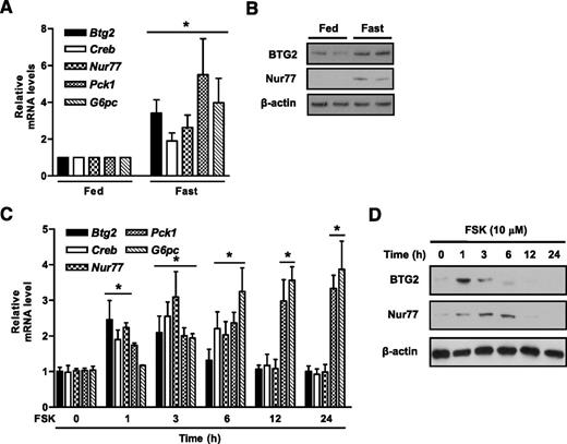 Figure 1. Effect of fasting and forskolin in the expression of BTG2 in the liver. A: C57BL6 mice (n = 5) were fed ad libitum and fasted for 12 h. Total RNAs were prepared from the livers of the mice. Btg2 and gluconeogenic gene expression were measured by qPCR. B: Whole-cell extracts were prepared from mouse livers and then Western blot analysis performed. C and D: qPCR and Western blot of BTG2 and gluconeogenic pathway genes in mouse primary hepatocytes treated with forskolin (FSK) for the indicated time periods. *P < 0.05 vs. fed mice or untreated control.