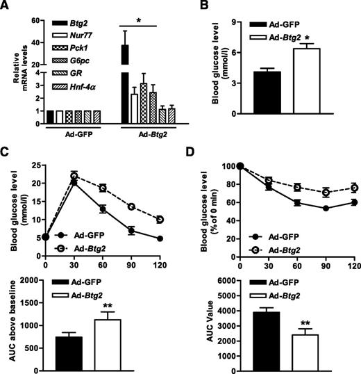 Figure 2. Overexpression of BTG2 resulted in an increase in hepatic gluconeogenesis. A: qPCR of gluconeogenic gene expression. B: Blood glucose levels from Ad-GFP– and Ad-Btg2–infected mice for 7 days (n = 4–6). C and D: Glucose and insulin tolerance tests from mice infected with Ad-Btg2 at day 4 intravenously. *P < 0.05; **P < 0.01 vs. Ad-GFP. AUC, area under the curve.
