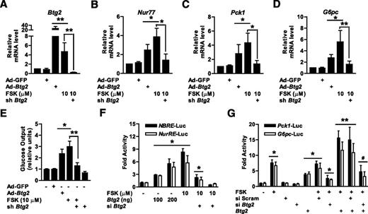 Figure 3. Induction of hepatic gluconeogenesis by glucagon is BTG2-dependent. A–D: Relative mRNA levels of Btg2 and gluconeogenic pathway genes in mouse primary hepatocytes infected with Ad-GFP, Ad-Btg2, and lentivirus-shBtg2 (sh Btg2) at a multiplicity of infection of 60 and then exposed for 3–6 h in the presence or absence of forskolin (FSK). Total RNAs extracted from hepatocytes were subjected to qPCR analysis. E: Measurement of hepatic glucose production. A glucose output assay in primary hepatocytes was performed using glucose-free media supplemented with sodium lactate (20 mmol/L) and sodium pyruvate (1 mmol/L). F and G: AML-12 cells were transfected with siBtg2 and siScram. After transfection for 36 h, cells were cotransfected with the indicated reporter genes and Btg2 and then treated with FSK for 6 h. *P < 0.05; **P < 0.01 vs. untreated control and/or FSK-treated cells; #P < 0.05 vs. FSK- and siBtg2-exposed cells.
