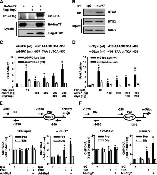 Figure 4. Identification of interaction between BTG2 and Nur77. A: Coimmunoprecipitation assays. Flag-Btg2 and HA-Nur77 were transfected to AML-12 cells. Cell lysates were precipitated (immunoprecipitation [IP]) with anti-Flag antibody and immunoblotted (IB) with HA antibody. B: Interaction between BTG2 and Nur77 in the liver of mice fasted for 12 h. Liver extracts were precipitated with Nur77 and immunoblotted with anti-BTG2 antibody. C and D: Effect of NurRE mutation on the Nur77-mediated activation of hG6PC and mG6pc promoters. Site-directed mutation was introduced into the hG6PC and mG6pc-NurRE sequence located at −957/−950 bp and −416/−409 bp, respectively. AML-12 cells were cotransfected with wild-type (wt) and mutant (mt) forms of the hG6PC and mG6pc gene promoter and Nur77. Forskolin (FSK) was used as a positive control. ChIP assay for the recruitment of Nur77 on the hG6PC (E) and mG6pc (F) gene promoter. Primary hepatocytes were infected with Ad-Btg2 for 36 h and then treated with FSK for 6 h. Cell lysates were precipitated with anti-Nur77 antibody, and DNA was amplified using PCR primers binding to the specific proximal (Pro) and nonspecific distal (Dis) regions on these gene promoters. The quantity of immunoprecipitated DNA was normalized to input chromatin (10% of the chromosomal DNA used for immunoprecipitation). *P < 0.05 vs. untreated control or forskolin- and Nur77-treated cells. IgG, immunoglobulin G.