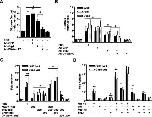 Figure 5. BTG2-mediated hepatic gluconeogenesis is mediated by Nur77. A: Mouse primary hepatocytes were infected with Ad-GFP, Ad-Btg2, and Ad-DN-Nur77 at a multiplicity of infection of 60, and then hepatic glucose output was measured using glucose-free media supplemented with the sodium lactate (20 mmol/L) and sodium pyruvate (1 mmol/L). B: qPCR analysis for expression of Creb and hepatic gluconeogenic genes. Total RNAs were prepared from primary hepatocytes under the same conditions. C and D: AML-12 cells were transiently transfected with Btg2, Nur77, Creb, DN-Nur77, Hnf-4α, GR, Pgc-1α, and the indicated reporter genes. *P < 0.05, **P < 0.01 vs. untreated control or individual transfected cells; #P < 0.05 vs. Ad-Btg2. FSK, forskolin.