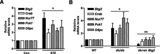 Figure 6. BTG2 regulates gluconeogenic gene expression in diabetic mouse models. qPCR analysis of Btg2 and gluconeogenic genes from streptozotocin (STZ)-induced (80 mg/kg) diabetic mice (n = 4–6) (A) and db/db mice (B). At 7 days after shRNA administration, total RNA was extracted from 12-h fasted livers. *P < 0.05 vs. control or WT mice; **P < 0.01 vs. db/db mice. Con, control.