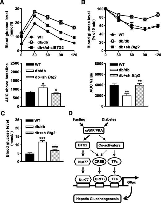 Figure 7. Disruption of BTG2 improves glucose homeostasis in diabetic mice. A and B: Blood glucose profiles of glucose and insulin tolerance tests at day 4 after shBtg2 infection. The respective area under the curve (AUC) values for glucose and insulin tolerance tests were represented. C: Blood glucose levels measured 7 days after shBtg2 infection. Blood was withdrawn from fasted mice (n = 5–10). D: Scheme of the role of BTG2 in the regulation of glucose homeostasis. In the fasting and diabetic states, G6pc gene expression is induced by BTG2-Nur77 as well as BTG2 transcription factors (TFs) and a coactivator signaling system for which the mechanism involves either upregulation of Nur77 or TF occupancy on its promoter. *P < 0.05; **P < 0.01; ***P < 0.001 vs. WT or db/db mice. PKA, protein kinase A.