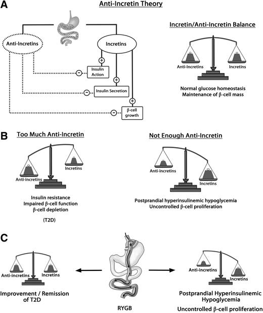 Figure 1. Anti-incretin theory and mechanisms of gastric bypass surgery. The anti-incretin theory (A) postulates that in addition to the well-known incretin effect (GLP-1, glucose-dependent insulinotropic polypeptide), nutrient passage in the bowel can also cause activation of negative feedback mechanisms (anti-incretins) to balance the effects of incretins and other postprandial glucose-lowering mechanisms (i.e., suppression of ghrelin, glucagon, and hepatic glucose production via activation of nutrient sensing). Incretins enhance insulin secretion, insulin action, and β-cell function and growth. In the absence of one or more control mechanisms, these effects would expose to the risk of postprandial hyperinsulinemic hypoglycemia and uncontrolled β-cell proliferation. In fact, postprandial hypoglycemia and proliferative disorders of the β-cell (i.e., nesidioblastosis and insulinomas) are rare, suggesting that the action of incretins may be physiologically balanced by anti-incretins (the name collectively indicates putative hormonal, metabolic, or neural mechanisms) to maintain normal glucose homeostasis. Predictions of the anti-incretin theory (B): Excess of anti-incretin signals, perhaps stimulated by macronutrient composition or chemical additives of modern diets, might cause insulin resistance, reduced insulin secretion, and β-cell depletion, leading to T2D. Conversely, reduction of anti-incretin signals below thresholds necessary to control incretin-driven responses might result in postprandial hypoglycemia and uncontrolled β-cell proliferation. Changes in the anti-incretin/incretin balance may explain benefits and complications of gastric bypass surgery (C). Reduction of nutrient stimuli on the gut by diet or, more radically, by operations that resect parts of the foregut or exclude segments of small bowel from nutrients transit (i.e., RYGB, duodenal-jejunal bypass, biliopancreatic diversion) could restore appropriate incretins/anti-incretins balance, explaining improvement/remission of T2D. Disruption of GI continuity, however, might reduce anti-incretin signals below minimal thresholds to compensate for incretin actions, thus explaining the postprandial hypoglycemia that can complicate RYGB. The same mechanism could also cause loss of control on β-cell proliferation, leading to increased β-cell mass even in normal subjects as seen in the study by Lindqvist et al. (17).