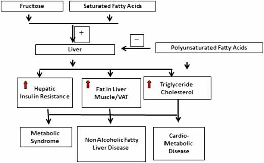 Figure 1. Fructose, fatty acids, and ectopic fat. VAT, visceral adipose tissue.