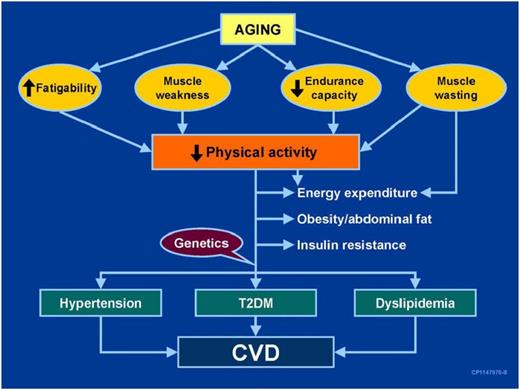Figure 2. A proposed pathway linking aging, muscle, and risks for diabetes and CVD. Source: Nair KS. Aging muscle. Am J Clin Nutr 2005;81:953–963. T2DM, type 2 diabetes mellitus.