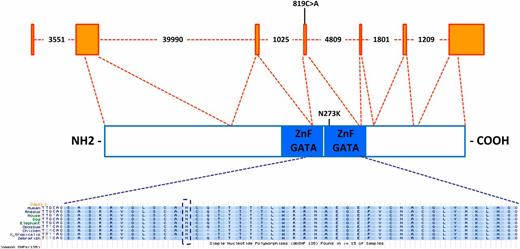 Figure 2. Schematic diagram showing the genomic and protein position of the GATA4 missense mutation.
