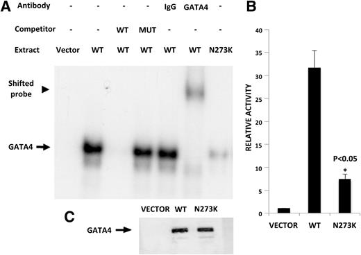 Figure 3. The p.N273K mutation disrupts GATA4 function. A: Electrophoretic mobility shift assay showing that HeLa cells transfected with wild-type (WT) GATA4, but not the GATA4 p.N273K mutation, exhibit strong binding to a predicted GATA recognition sequence in the pancreatic (P2) HNF4A promoter. Binding disappears upon exposure to ×100 excess WT competitor oligonucleotides and supershifts with antiserum for GATA4, but is not affected by oligonucleotides with a mutation in the GATA consensus sequence (Mut) or by IgG. B: A WNT2 promoter reporter construct that contains a high-affinity GATA4 binding site shows transactivation by cotransfection with WT GATA4. This is markedly decreased when cotransfecting the p.N273K plasmid. Control transfections were performed with an empty expression vector. *P < 0.05 (Student t test). C: Immunoblot analysis shows comparable expression efficiency for vectors encoding WT and N273K GATA4.