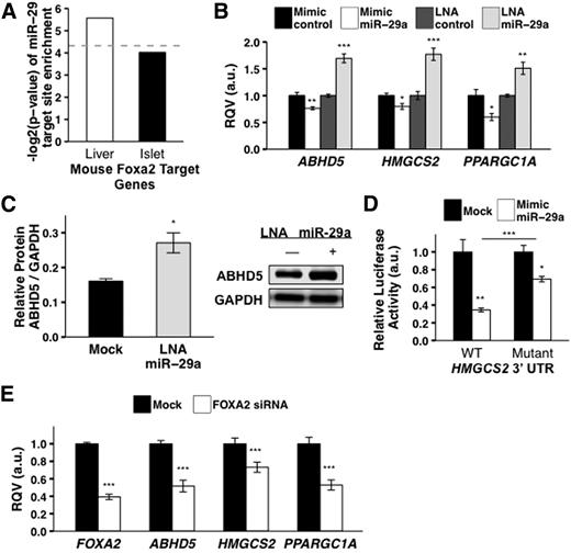 Figure 4. miR-29 fine-tunes FOXA2-mediated regulation of key lipid metabolism genes. A: Significant enrichment of predicted miR-29 target sites among FOXA2-bound genes in mouse liver but not in mouse islet is shown. Dashed line reflects P = 0.05. B: Effects of the miR-29a mimic (10 nmol/L) and the miR-29a LNA inhibitor (10 nmol/L) in Huh7 cells on the mRNA levels of FOXA2-bound genes HMGCS2 (mimic, n = 7; LNA, n = 7), ABHD5 (mimic, n = 8; LNA, n = 6), and PPARGC1A (mimic, n = 7; LNA, n = 7) are shown. C: Effect of the miR-29a inhibitor (LNA, 10 nmol/L) in Huh7 cells on protein levels of ABHD5 is shown (mock, n = 3; LNA, n = 3). D: Effects of the miR-29a mimic (100 nmol/L) in HEK293T cells on the relative activity of Firefly reporter constructs containing either wild-type or mutated HMGCS2 3′ UTR are shown. Firefly activity was normalized to Renilla activity. E: Effects of FOXA2-siRNA treatment (100 nmol/L) in Huh7 cells on mRNA levels of HMGCS2 (mock, n = 10; siRNA, n = 9), ABHD5 (mock, n = 10; siRNA, n = 10), and PPARGC1A (mock, n = 8; siRNA, n = 4) are shown. P values were calculated according to the two-tailed unpaired Student t test. a.u., arbitrary unit. *P < 0.05; **P < 0.01; ***P < 0.001.