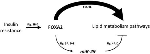 Figure 5. Schematic of the FOXA2:miR-29 regulatory circuit in the liver. A possible model of FOXA2:miR-29 circuitry in the liver is shown. In the insulin-resistant state, FOXA2 activity is upregulated, which in turn elevates miR-29 levels. FOXA2 drives the expression of genes involved in lipid metabolism, and miR-29 acts as a feed-forward fine-tuner of many of the same genes.