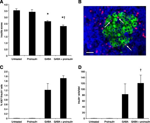 Figure 3. Effect of monotherapy and combined therapy on insulitis, β-cell replication, and the percentage of insulin+ cells per islet in newly diabetic NOD mice. Newly diabetic NOD mice were randomized to receive water without GABA (untreated) or water containing GABA (20 mg/mL) and/or intraperitoneal proinsulin/alum (n = 6 mice per group). Additionally, their water contained BrdU. After 10 days, their pancreata were analyzed for insulitis or β-cell replication. At least 12–15 islets from two sections (with an interval of 150 µm) of each pancreatic tissue were examined in a blinded manner. A: Insulitis scores. *P < 0.05 vs. untreated, †P < 0.05 vs. the GABA monotherapy group. B: Representative image of anti-Ki67 (red) and anti-insulin (green) staining cells in an islet from a mouse that had been treated with combined therapy (original magnification ×400). Arrows indicate Ki67+insulin+ cells. Scale bar = 50 μm. C: The percentages of Ki67+insulin+ β-cells in total insulin+ β-cells. Data are expressed as the mean ± SEM of the percentages of Ki67+insulin+ islet cells in different groups of mice. Similar results were observed using BrdU/insulin immunostaining (data not shown). D: The number of insulin+ cells per islet. †P < 0.05 vs. the GABA monotherapy group.