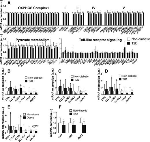 Figure 1. Differential mRNA expression and mtDNA content in adipose tissue from subjects with T2D compared with nondiabetic subjects. A: Genes contributing to the significant enrichment scores of GSEA for gene sets involved in oxidative phosphorylation (OXPHOS) divided by the different complexes, pyruvate metabolism, and Toll-like receptor signaling pathway in adipose tissue of diabetic vs. nondiabetic co-twins. B–E: Technical and biological validation of six metabolically relevant genes selected from among the ones with the largest expression differences in adipose tissue of diabetic vs. nondiabetic co-twins. B: Expression data obtained from the array. C: Technical validation of the expression data from the array with qPCR. D: Biological validation of expression differences found in the MZ twins discordant for T2D in adipose tissue from 120 unrelated subjects with NGT or T2D (case-control cohort 1). E: Comparison of mRNA expression levels in adipose tissue from nonobese (BMI <30 kg/m2, n = 40) and obese (BMI >30 kg/m2, n = 30) NGT subjects. F: Reduced mtDNA content in adipose tissue from diabetic compared with nondiabetic co-twins. Three mitochondrial genes, CYB, ND6, and RNR2, were quantified by qPCR and normalized to the quantity of the nuclear gene RNAseP. Data are shown as the mean ± SD. *P < 0.05 compared with nondiabetic/NGT. a.u., arbitrary units. For Affymetrix expression data, while log2 intensity values after robust multiarray average data processing and normalization were used for all statistical analyses, unlogged expression values are plotted in the figures.