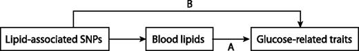 Figure 1. Two possible effect-paths of lipid genes on glucose-related trait. The effect-path A indicates that lipid-associated SNPs affect blood lipid levels that could predispose to variation in glucose-related traits. In this path, lipid-associated SNPs are associated with glucose-related traits, but this association depends on blood lipid levels (no pleiotropic effect). After regressing out the effects of blood lipids, the association should disappear. The effect-path B indicates the pleiotropic effect of lipid-associated SNPs on glucose-related traits, which is independent of blood lipid levels. After regressing out the effects of blood lipids, the association between lipid SNPs and glucose-related traits should remain significant.
