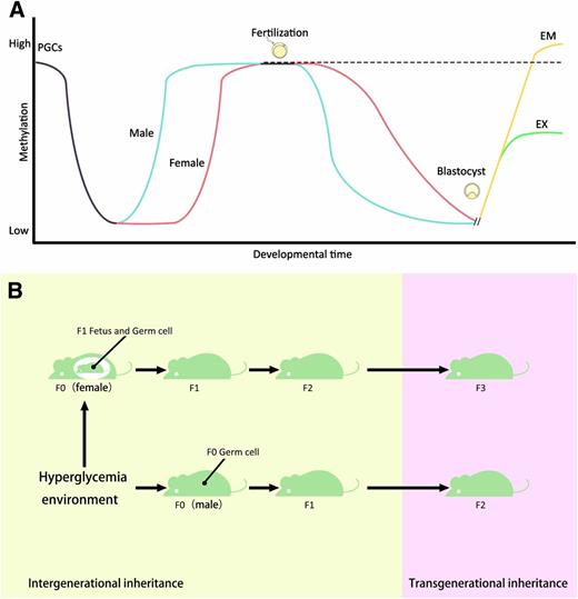 Figure 1. A: Methylation reprogramming in the germ line and preimplantation embryos in mice. Highly methylated PGCs enter the germinal ridge and become demethylated early in development. Remethylation begins in prospermatogonia in male germ cells, and after birth in growing oocytes. The paternal genome (blue) is demethylated immediately after fertilization. The maternal genome (red) is demethylated after several cleavage divisions. Both are remethylated around the time of implantation to different extents in embryonic (EM) and extraembryonic (EX) lineages. During preimplantation development, imprinted genes and certain classes of repeat sequences are exempt from these demethylation events (dashed line) (modified from [17]). B: Intergenerational and transgenerational epigenetic effects. Epigenetic changes in mammals can be induced by the environment (such as hyperglycemia). In pregnant females, environmental exposure also could cause epigenetic modifications in the next two generations (F1 and F2) through the fetus and its germ line. In males, multigenerational exposure is limited to the F0 and F1 generations. The effect of such multigenerational exposure would be further transmitted to subsequent generations in maternal line (F3 and beyond) or paternal line (F2 and beyond). This phenomenon is known as “transgenerational inheritance.”