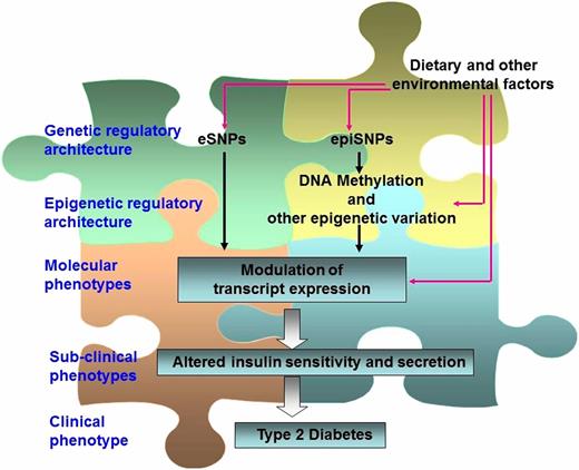 Figure 1. A causal model of T2D pathogenesis. Environmental factors (including dietary factors) may modulate the expression of genes by interacting with cellular genetic regulatory architecture or by causing epigenetic modifications of the genome, including DNA methylation. Perturbation of gene expression in tissues important for glucose homeostasis causes derangement of multiple physiological processes and leads to the pathogenesis of T2D. An integrative functional ‘omics paradigm that traces molecular events through layers of biological information is required for solving the puzzle of the etiology of T2D. epiSNP, methylation and other epigenetic regulatory single nucleotide polymorphism (SNP); eSNP, expression regulatory SNP.