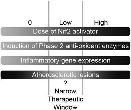 Figure 1. Potential narrow therapeutic window for bardoxolone methyl-like triterpenoid compounds. In the study by Tan et al. (5), increasing doses of dh404, an inhibitor of Nrf2 degradation, predictably increased production of antioxidant enzymes but also increased proinflammatory mediators. Higher doses were not associated with more reduction in renal injury and the beneficial effects on atherosclerotic lesions observed at low doses were notably absent.