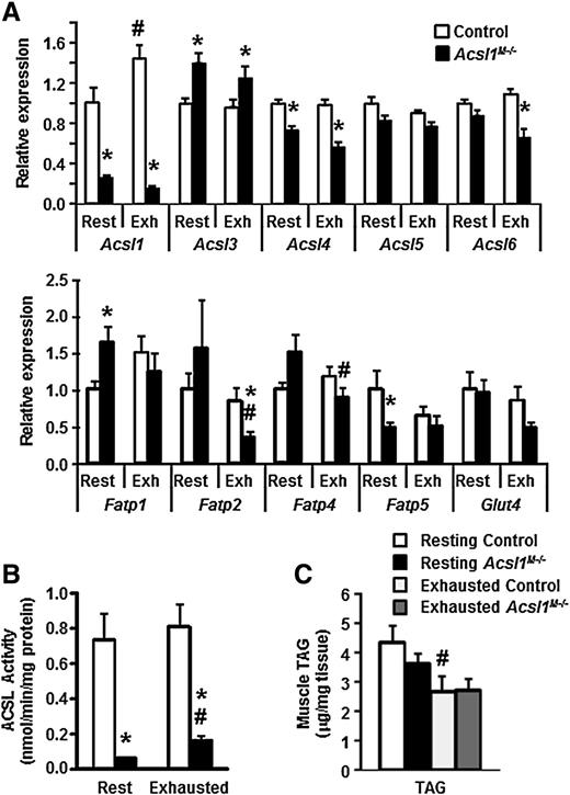 Figure 6. Muscle ACSL1 regulates fuel use and whole-body metabolism. A: mRNA expression of Acsl isoforms in gastrocnemius muscle relative to tubulin (female, n = 7–9). B: ACSL-specific activity within gastrocnemius homogenates (n = 4). C: Intramuscular TAG in gastrocnemius muscle after endurance exercise (n = 6–8). #P < 0.05, vs. 4-h state (same genotype); *P < 0.05, vs. control (same treatment). Exh, exhausted; Rest, resting.