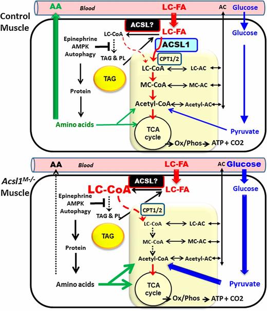 Figure 7. Skeletal muscle metabolism in control and Acsl1M−/− mice. Exercising control muscle. Initial fuels include glucose hydrolyzed from hepatic and muscle glycogen and intramuscular TAG. Activation of AMPK suppresses TAG synthesis and accelerates mitochondrial FA oxidation, and autophagy releases amino acids, which are exported to provide a substrate for hepatic gluconeogenesis (37). As exercise continues, Acsl1 mRNA increases, and epinephrine increases the supply of adipocyte-derived long-chain (LC)-FA, which are activated by ACSL1 and converted to LC-acyl-carnitines (ACs) by CPT1 and, within the mitochondria, back to LC-CoA by CPT2. Mitochondrial oxidation produces shorter-chain acyl-CoAs and their AC counterparts. Some amino acids that arise from protein hydrolysis contribute to TCA cycle intermediates and to acetyl-CoA for energy production. Hepatic glucose, now derived via amino acid–fueled gluconeogenesis, continues to enter the glycolytic pathway, but the use of LC-FA spares muscle demand for glucose. In addition to ACs of different chain lengths that move out of the mitochondria into the cytosol, ACs derived from hepatic FA oxidation are released into the blood and equilibrate across the muscle plasma membrane. Exercising Acsl1M−/− muscle. When ACSL1 is absent, other ACSL isoforms (ACSL?) activate the large amount of entering LC-FA. Most, but perhaps not all, of the LC-CoA produced by these ACSL? lack ready access to CPT1 and cannot be converted to LC-AC and enter the mitochondria. (For simplicity, we have not shown a theoretical pathway by which some FAs might be activated by ACSL? and oxidized in the absence of ACSL1 [see Fig. 1D]; these pathways 1) might provide some LC-CoA at the mitochondrial surface with access to CPT1 or 2) might provide medium-chain (MC)-CoA in Acsl1M−/− muscle [Supplementary Fig. 4A], which can enter the mitochondria without CPT1.) The cell content of LC-CoAs increases because of their diminished entry into both oxidative and synthetic pathways. Failure to switch to the use of LC-FA for oxidation enhances glucose entry and oxidation and increases the use of muscle protein–derived amino acid that is converted to acetyl-CoA and TCA cycle intermediates. Fewer amino acids are released by muscle to supply the substrate for hepatic gluconeogenesis. As a consequence, systemic hypoglycemia ensues and the capacity for endurance exercise is impaired.