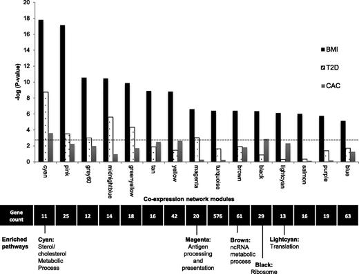 Figure 2. Gene coexpression network modules identified associating with BMI. Significance (−log10 P value on the y-axis) resulting from the association of each consensus network module of coexpressed genes (eigengene) with BMI, T2D, and CAC in 1,264 monocyte samples; dashed line represents a Bonferroni correction for 15 modules (α = 0.05). The number of genes and the biological pathways significantly enriched within each module (from DAVID, FDR <0.05) are also shown below, corresponding to each coexpression network module (x-axis). See also Supplementary Tables 4 and 5. ncRNA, noncoding RNA.