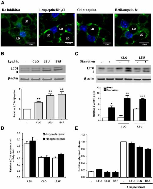 Figure 2. Constitutive lysosome-mediated autophagy in cultured adipocytes. A: Terminally differentiated 3T3-L1 stably expressing GFP-LC3. Growing 3T3-L1 cells were transfected with a retroviral pBabe construct expressing GFP-LC3, and stably expressing cells were selected with puromycin. Differentiation was induced under standard conditions. Terminally differentiated cells (day 12) were left untreated (basal) or incubated for 2 h with indicated lysosome inhibitors chloroquine (CLQ), leupeptin/NH4Cl (LEU), or bafilomycin A1 (BAF) in serum-containing medium. Confocal fluorescent images are shown after fixation and DAPI staining of nuclei. Circular black areas in cells are lipid droplets (LD). B: Terminally differentiated 3T3-L1 were treated or not with lysosomal inhibitors (Lys.Inh.) as in A and lysed for LC3 analysis by Western blotting. Bars represent inhibitor-induced accumulation of LC3-II/actin relative to medium with no inhibitor. Values are mean ± SEM from 10 independent experiments. C: 3T3-L1 adipocytes were incubated for 1 h with Hanks' Balanced Salt Solution (starvation) or complete medium. D and E: 3T3-L1 adipocytes lipolytic stimulation by isoproterenol (105 mol/L, 2 h) in the presence of lysosomal inhibitors. Values are mean ± SEM in six experiments. D: LC3-II accumulation as in C. E: Glycerol release into the medium was expressed as nmol/mg cell protein. Values obtained in isoproterenol-stimulated cells with no inhibitor were set to 1. Asterisks indicate statistical significance for P values: *P < 0.05, **P < 0.01, or ***P < 0.001.