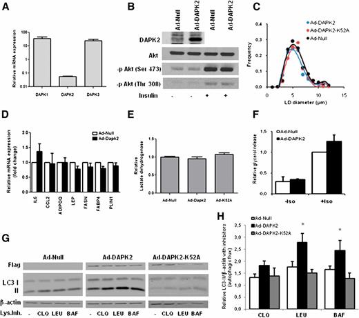 Figure 3. DAPK2 exogenous expression increases adipocyte autophagic clearance in 3T3-L1. A: Relative expression of the three DAPKs in terminally differentiated 3T3-L1 adipocytes. Expression is normalized to 18S RNA. At least three independent mRNA preparations were used for quantification. B: Insulin response in Ad-DAPK2–expressing 3T3-L1 cells. Terminally differentiated cells were transduced with indicated adenoviruses and left in standard medium for 24 h (in the absence of insulin). Stimulation with the hormone was for 15 min with 100 nmol/L in DMEM. DAPK2 and Akt were assessed on separate membranes using lysates from the same cell batches. Phosphorylation of Akt (-p Akt) on indicated amino acid residues was probed with phosphorylation-specific antibodies. C: At 24 h after virus transduction, terminally differentiated cells were imaged by phase contrast to measure lipid droplet (LD) size using Perfect Image software. Four images from random fields were quantified, representing >500 individual LDs in each group. LD size distributions in a representative experiment are shown. D: Differentiated 3T3-L1 cells were transduced with adenovirus and used for mRNA extraction after 24 h. Indicated mRNA were measured by RT-PCR, normalized to 18S mRNA, and expressed relative to the control group. RNA was obtained from at least three independent experiments. E: Lactate dehydrogenase release into the medium was assessed 24 h after adenovirus transduction. A representative experiment of two is shown. F: Lipolytic activity of terminally differentiated 3T3-L1, 24 h after transduction with indicated adenoviruses. Glycerol release into the medium was measured and normalized to cell protein content. Values for maximal isoproterenol (Iso) stimulation are set to 1, bars are means from two independent experiments. G: Cells expressing DAPK2 or a kinase-dead mutant version were incubated in complete medium for 2 h in the presence or absence or lysosomal inhibitors (Lys.Inh.) and lysed for Western blot analysis. H: Autophagic flux quantification. LC3-II/actin accumulation in the presence (vs. absence) of lysosome inhibitors is calculated from five independent experiments. BAF, bafilomycin A1; CLQ, chloroquine; LEU, leupeptin/NH4Cl. *P < 0.05 indicating a statistically significant difference.
