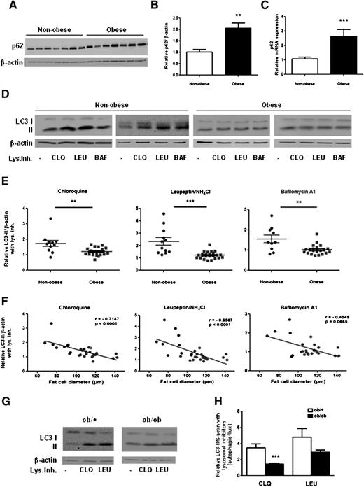 Figure 5. Decreased adipocyte autophagic clearance in human and rodent obesity. A: Freshly isolated adipocytes obtained by collagenase digestion of 24 obese patients and 12 nonobese control patients were lysed and proteins (15 µg) analyzed by Western blotting. B: A representative blot is shown with quantitative analysis of p62. C: p62 mRNA quantification by RT-PCR performed on adipocyte RNA preparation (10 nonobese and 14 obese patients). Values were normalized to 18S. Bars are means ± SEM of signal intensity relative to values of nonobese control subjects set to 1. D and E: Autophagic flux in adipocytes freshly obtained from adipose tissue biopsies as in A. Adipocytes were incubated in DMEM medium for 2 h, with or without lysosomal inhibitors (Lys.Inh.), as indicated (chloroquine [CLQ], leupeptin/NH4Cl [LEU], bafilomycin A1 [BAF]). E: Each point represents inhibitor-induced LC3-II accumulation relative to LC3 content with no inhibitor. F: Spearman correlation between autophagic flux and adipocyte diameter. G and H: LC3-II/actin signals in adipocytes isolated from lean (ob/+) or obese (ob/ob) mice epididymal adipose tissue incubated with or without lysosome inhibitors. G: Representative blots from individual mice of each genotype are shown (six mice in each group were studied). H: Bars represent quantifications of autophagic flux (i.e., LC3-II/actin accumulation) in the presence vs. absence of lysosome inhibitor as mean values ± SEM. Asterisks indicate statistical significance for P values: *P < 0.05, **P < 0.01, or ***P < 0.001.