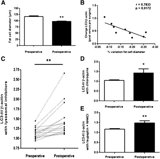 Figure 6. Recovery of autophagy by weight loss after bariatric surgery. Adipose tissue needle biopsies were obtained from nine obese patients before and after surgery (once after intervention, within 3 to 12 months). A: Adipocytes were isolated from the biopsy specimens and used to determine adipocyte size. B: Spearman correlation between change in LC3 expression and fat cell size reduction after surgery. C–E: Changes in adipocyte autophagic flux after surgery. Data obtained in individual cell preparations irrespective of lysosomal inhibitor are plotted in C. Mean values ± SEM of pre- vs. postsurgery autophagic flux evaluated with chloroquine or leupeptin/NH4Cl are shown in D and E. Asterisks indicate statistical significance for P values: *P < 0.05; **P < 0.01.