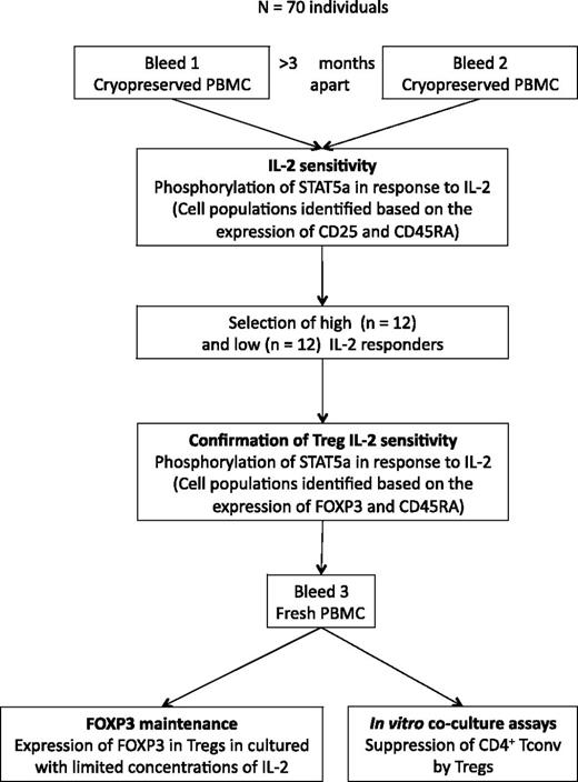 Figure 1. Study design to assess IL-2 sensitivity, fitness, and function of Tregs in individuals with LST1D. Cryopreserved PBMCs were obtained from 70 individuals with LST1D from two independent blood draws (bleed 1 and bleed 2) more than 3 months apart. IL-2 sensitivity was assessed in these samples by measuring pSTAT5a in response to various concentrations of IL-2. CD4+ Tconv and Tregs were distinguished based on the expression for CD25 and CD45RA. Subgroups of high (n = 12) and low (n = 12) IL-2 responders were then selected for further functional investigation based on the IL-2 responsiveness observed in Tregs. IL-2 sensitivity was assessed again in the selected groups of high and low IL-2 responders where cell populations were distinguished by the expression of FOXP3, CD25, and CD45RA. These two subgroups of individuals were recalled for a third blood draw (bleed 3) to obtain fresh PBMCs to assess the fitness and function of Tregs by measuring the expression level of FOXP3 in Tregs in cultured with limited concentrations of IL-2 and quantifying the suppression of CD4+ Tconv by Tregs.
