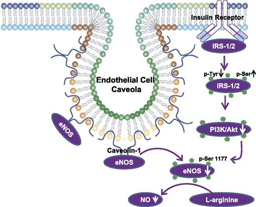 Figure 1. Proposed interaction of Cav-1 and eNOS in the pathogenesis of endothelial dysfunction. IRS-1/2, insulin receptor substrate 1/2.