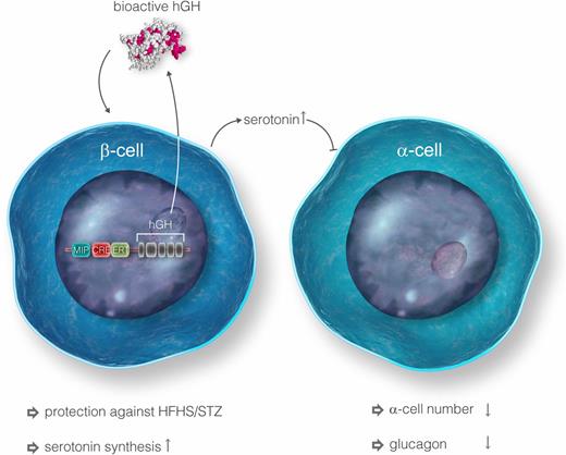 Figure 1. MIP-CreERT mice express high levels of bioactive hGH in pancreatic β-cells. This activates the prolactin receptor, which induces serotonin biosynthesis and causes protection against HFHS/STZ. β-Cell serotonin has a paracrine effect on pancreatic α-cells, negatively influencing α-cell number and glucagon secretion (12).