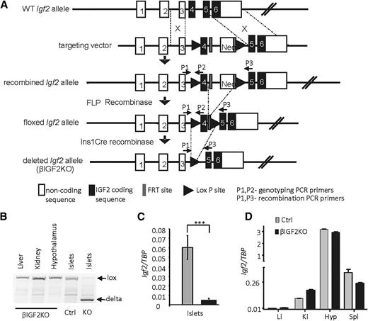 Figure 1. β-Cell–specific inactivation of igf2. A: Gene-targeting strategy and structure of the igf2 recombined alleles after Cre-dependent recombination. B: PCR analysis of igf2 recombination using the P1 and P3 primers (see A) in the indicated tissues of 28-week-old mice. qRT-PCR analysis of Igf2 expression in islets (C) and liver, kidney, hypothalamus, and spleen (D) of Ctrl and βIGF2KO mice. Data are the mean ± SD. n = 3 independent experiments. ***P < 0.001. Hyp, hypothalamus; Ki, kidney; KO, knockout; Li, liver; Spl, spleen; WT, wild type.