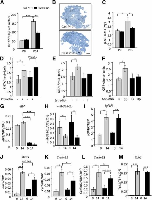 Figure 5. Impaired β-cell expansion during pregnancy in 9- to 12-week-old βIGF2KO mice. A: β-Cell proliferation in islets from Ctrl and βIGF2KO mice measured by Ki67 staining; virgin mice (P0) or mice at day 14 of pregnancy (P14). Representative insulin immunohistochemical staining of pancreas sections (B) used for β-cell mass determination by histomorphometry (C) performed in virgin mice or at day 19 of pregnancy (P19). D: Prolactin-induced proliferation in islets from Ctrl and βIGF2KO mice. Islets were exposed in vitro for 48 h to 500 ng/mL prolactin before proliferation analysis. E: E2-induced proliferation in islets from Ctrl and βIGF2KO mice. Islets were exposed in vitro for 48 h to 100 nmol/L E2, and proliferation was analyzed by Ki67 staining. F: Islets from Ctrl and βIGF2KO mice were transfected with Ctrl (C) or miR-338-3p–specific (3p) anti-miRs, and proliferation was assessed by Ki67 immunostaining. G–M: RNA was extracted from islets from virgin (0) or 14-day pregnant (14) mice, and qRT-PCR analysis was performed to determine the level of expression of the mRNAs for Igf2, miR-338-3p, Igf1r, birc5, cyclinB1, cyclinB2, and Tph1. Expression data were normalized for Tbp expression. Data are the mean ± SD. n = 5 mRNA preparations obtained from five mouse islet preparations. *P < 0.05; **P < 0.01; ***P < 0.001. ns, nonsignificant.