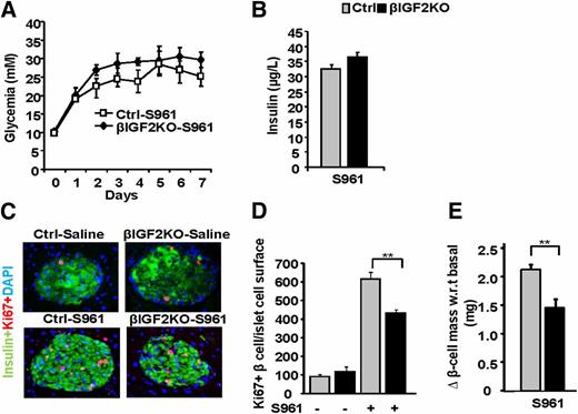 Figure 6. Autocrine production of IGF2 is required for full β-cell expansion in response to acute induction of insulin resistance. Ctrl and βIGF2KO mice were implanted with osmotic minipumps that delivered 20 nmol/7 day IR antagonist S961. A: Evolution of glycemia over a 7-day period. B: Plasma insulin levels at day 7. C: Example of immunostaining for insulin (green), Ki67 (red), and DAPI (blue) of islet sections at the end of the 7-day infusion period. D: Quantification of Ki67-positive cells over the β-cell surface. E: Increase in β-cell mass in response to S961 treatment in Ctrl and βIGF2KO mice. Data are the mean ± SEM (n = 5 per group). **P < 0.01 vs. Ctrl mice. w.r.t., with respect to.