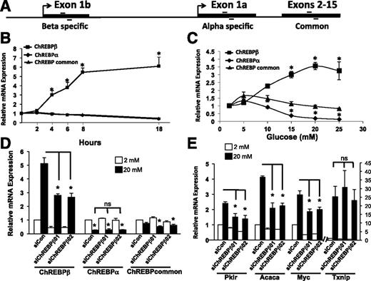 Figure 1. ChREBPβ is expressed in β-cells and is responsive to glucose. A: Diagram of the primers used in RT-PCR assays. Primers were designed to be specific for exon 1b, exon 1a, or for a region that is common to both isoforms. B: Time course of ChREBPβ expression in response to 20 mmol/L glucose. 832/13 INS-1–derived rat insulinoma cells were cultured in media containing 2 or 20 mmol/L glucose for the indicated times, and RT-PCR was performed using primers specific for the three forms of ChREBP or for β-actin as a control. C: Dose response of ChREBPβ expression. 832/13 cells were cultured in the indicated concentrations of glucose for 18 h, and RT-PCR was performed as in B. D and E: 832/13 cells were cultured in the indicated concentrations of glucose for 18 h and treated with a scrambled control siRNA (siCon) or with siRNAs directed against ChREBPβ (siChREBP01 and -02). RT-PCRs were performed using primers for the indicated genes. Data are presented as the fold change relative to starting time point (B), or the lowest concentration (C), or to the low glucose scramble control (D and E) for each primer pair after normalizing to β-actin using the ΔΔCT method. All experiments were performed at least three times. Error bars represent the SEM. *P < 0.05; ns, not significant.