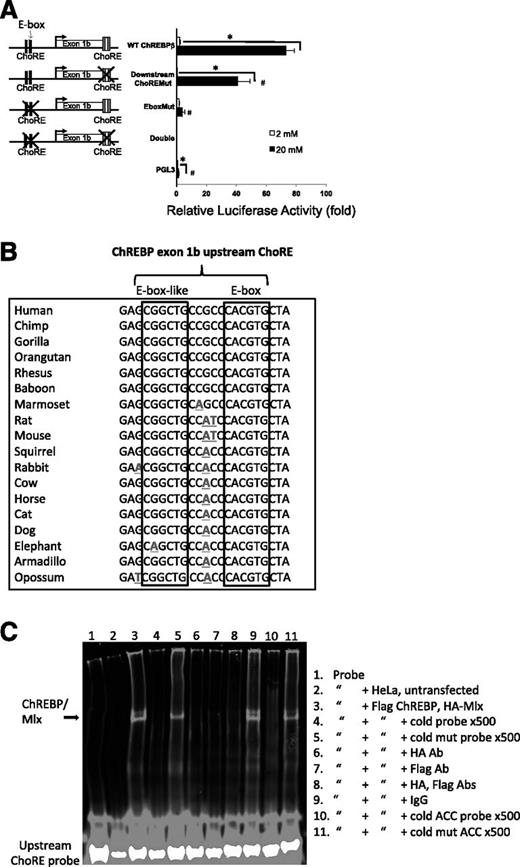 Figure 3. ChREBP binds to tissue-specific ChoREs of exon 1b. A: Luciferase assays identify the exon 1b E-box as a functional ChoRE. A total of 832 cells were transfected with luciferase reporter plasmids driven by exon 1b and upstream sequences containing wild-type (WT) or mutant versions of an upstream E-box element and a previously defined downstream ChoRE, as indicated, or an empty vector control (PGL3). Cells were treated for 18 h with 2 or 20 mmol/L glucose, and luciferase activity was measured from cell lysates. Results shown are relative fold luciferase activity, normalized to protein (n = 3). Error bars are SEM. *P < 0.05 when comparing 20 vs. 2 mmol/L glucose; #P < 0.05 when compared with the WT ChREBPβ promoter construct. B: Conservation of flanking sequence of the upstream E-box of ChREBP exon 1b were aligned from data obtained from the University of California, Santa Cruz genome browser (http://genome.ucsc.edu/). Sequence deviation from human is denoted with bolding and underlining. Together, the conserved sequences are consistent with a consensus ChoRE, with two E-box–like elements separated by 5 bp. C: EMSA demonstrates ChREBP binding to the newly identified upstream ChoRE. HeLa cells were transfected with plasmids expressing Flag-tagged ChREBP and HA-tagged Mlx (the obligate heterodimer binding partner of ChREBP), and cell lysates were used for gel shift assays using the upstream ChoRE and flanking sequences as fluorescently labeled double-stranded probes with the indicated incubation parameters. The gel was visualized with a LI-COR Odyssey System and is representative of three independent experiments with essentially identical results. Abs, antibodies; ACC, Acaca ChoRE.