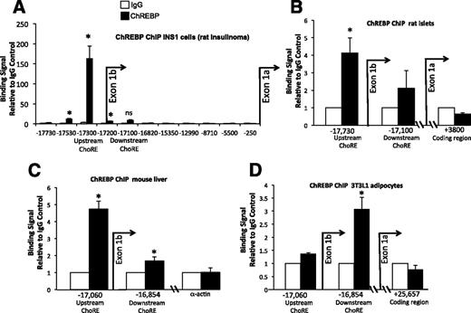 Figure 4. ChIP assays reveal tissue-specific recruitment of ChREBP to exon 1b ChoREs. A: INS-1–derived 832/13 cells were treated with 2 or 20 mmol/L glucose for 18 h, and cells were fixed with formaldehyde and subjected to a ChIP assay using antibodies directed against ChREBP or an IgG control. The results are presented as fold enrichment over the control IgG signal. Numerous primer pairs were chosen to scan regions of the ChREBP gene upstream of exons 1a and 1b as indicated. The results are from four to seven independent experiments. Chromatin isolated from rat islets cultured for 4 days in 15 mmol/L glucose (B) or from frozen mouse liver from ad libitum–fed mice (C) was sheared and subjected to a ChIP assay using antibodies against ChREBP or IgG as the control. Results relative to the IgG control and are from three mice and four rats. D: NIH 3T3-L1 cells were differentiated into mature adipocytes, cultured for 18 h in 20 mmol/L glucose, and processed for a quantitative ChIP assay. Results of three to four independent experiments are expressed as the signal from an antibody directed against ChREBP relative to the IgG control. Error bars are the SEM. *P < 0.05; ns, not significant.