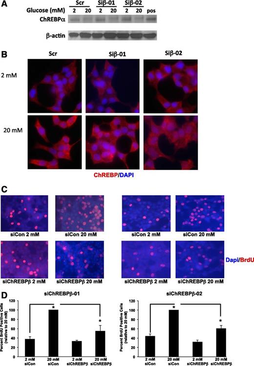 Figure 6. ChREBPβ depletion attenuates glucose-stimulated β-cell proliferation in INS-1–derived 832/13 cells. A: INS-1–derived 832/13 cells were treated with control siRNAs (siCon) or siRNAs targeted against ChREBPβ mRNA (Siβ-01 and -02) and 24 h later cultured for 16 h in 2 or 20 mmol/L glucose. Immunoblotting was performed using antibodies against ChREBP (ChREBPα is visualized) and β-actin (note that these siRNAs decreased ChREBPβ mRNA but had no effect on ChREBPα, Fig. 1). pos, positive control. B: After 48 h of the siRNA treatment, cells were treated for 2 h with 2 or 20 mmol/L glucose and fixed and stained with an antibody recognizing ChREBPα. C: After 48 h, cells were cultured in 2 or 20 mmol/L glucose for 16 h, and BrdU was added 30 min before fixation and staining for BrdU (red) and DAPI (blue). D: Quantification of the results in C, wherein at least 1,000 cells were counted. Results are from four independent experiments. Error bars are the SEM. siChREBPβ, siRNAs directed against ChREBPβ. *P < 0.05.