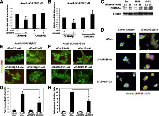 Figure 7. Depletion of ChREBPβ attenuates glucose-stimulated β-cell proliferation in isolated rat islet cells. A and B: Isolated rat islet cells were treated with lipid-conjugated (Accell) siRNAs and cultured in 5.5 or 15 mmol/L glucose for 96 h. Total RNA was collected and subjected to RT-PCR using primers specific for ChREBPβ or ChREBPα mRNAs. C: Protein extracts were subjected to immunoblotting using an antibody against ChREBPα and β-actin. D: To determine the effects of the siRNAs on ChREBP translocation, cells were treated with control or Accell siRNA against ChREBPβ cultured in 5.5 or 15 mmol/L glucose for 32 h and were fixed and stained for insulin, ChREBP, and DNA (DAPI). E: Isolated rat islet cells were treated with Accell siRNAs and cultured in 5.5 or 15 mmol/L glucose for 96 h and fixed and stained with Ki67 and insulin. F: Quantification of the results in E, wherein at least 1,000 insulin-positive cells were counted. Results are from four different rat islet isolations. siChREBPβ-01 and -02, siRNAs directed against ChREBPβ; siCon, scramble control siRNA. Error bars are the SEM. *P < 0.05.