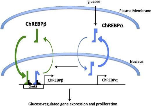 Figure 8. A model of ChREBPβ-mediated glucose-stimulated β-cell proliferation. ChREBPα is mostly cytoplasmic in β-cells, and only a small percentage actually enters the nucleus in response to increased glucose metabolism (37,39). ChREBPβ is a target gene of ChREBPα and is constitutively nuclear and more transcriptionally potent than ChREBPα (2). Thus, glucose drives a feed-forward amplification signal that continues as long as glucose metabolism remains elevated. We propose that elevation of glucose metabolism for a period of time is required for glucose-stimulated proliferation but that hyperglycemia for too long results in ChREBPβ-contributed glucose toxicity.