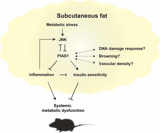 Figure 1. PIAS1 contributes to the maintenance of systemic metabolic homeostasis by inhibiting inflammation and enhancing insulin sensitivity in subcutaneous fat. Metabolic stress activates JNK and suppresses PIAS1 expression in subcutaneous fat, leading to systemic metabolic dysfunction. In turn, PIAS1 is a negative regulator of JNK activity, forming a negative feedback loop.